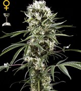 Green House Super Lemon Haze