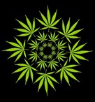 semillas_de_autofloración